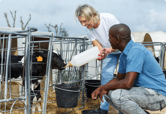 a man and a woman feeding cows