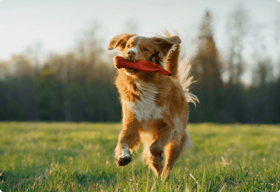 A dog running with a toy in its mouth