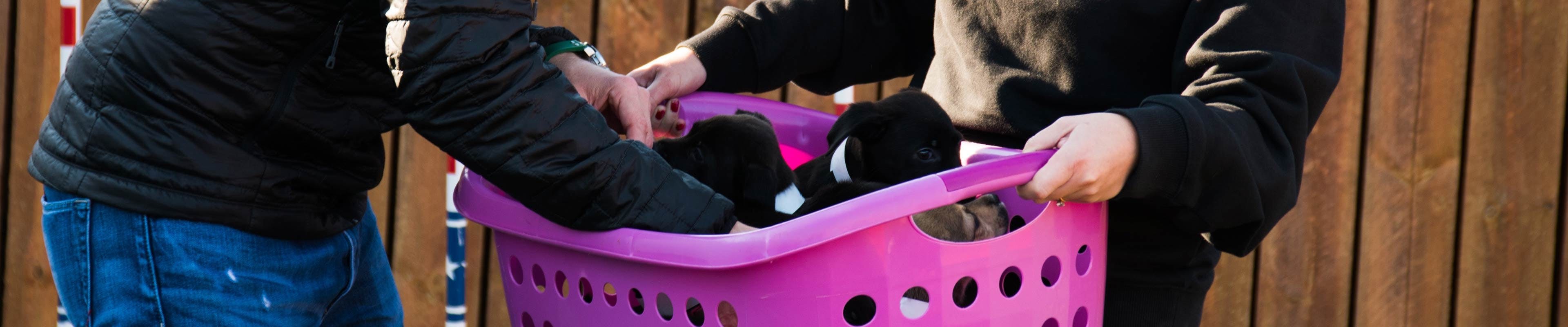 Puppies in a laundry basket