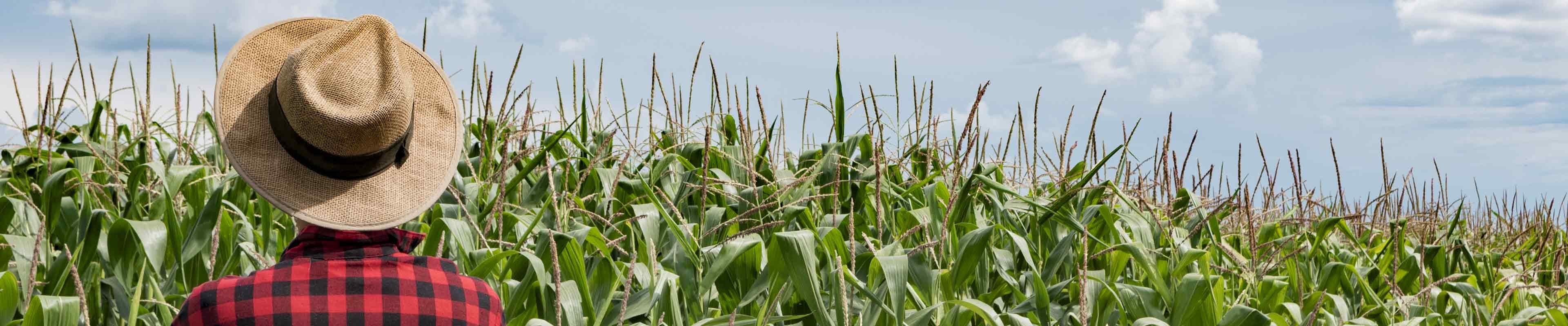 Farmer looking at a tall crop of corn under the sun