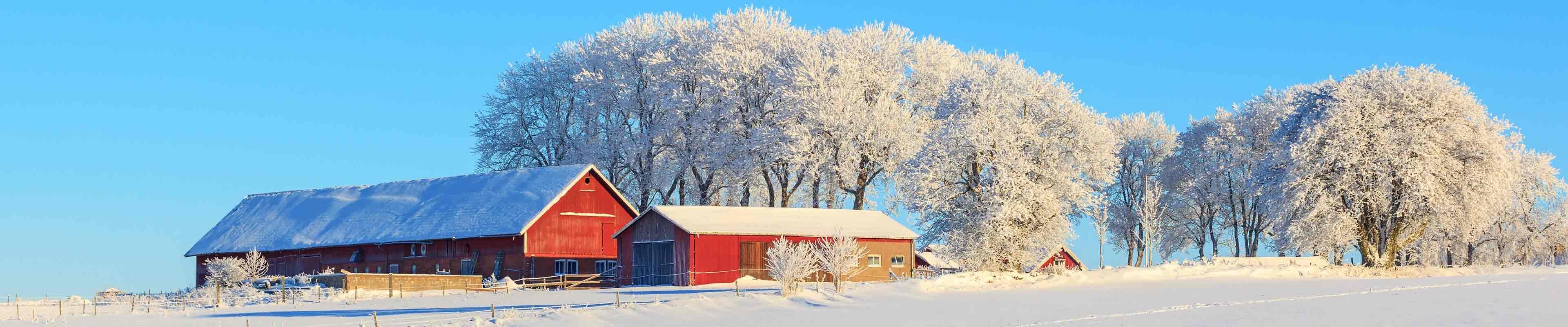 Image of a snow-covered pasture on a farm with barns, outbuildings and frost-covered trees.