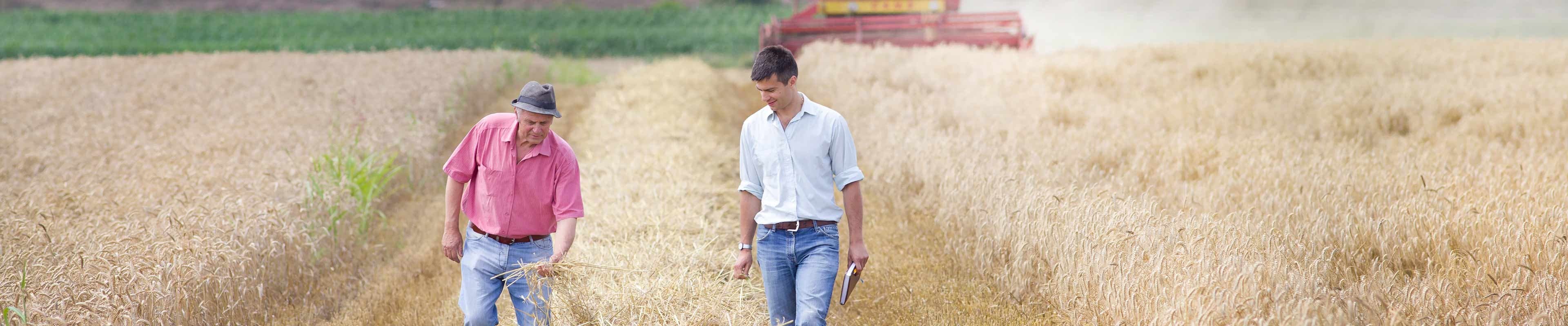 Image of a new employee with farm owner walking in a wheat field.