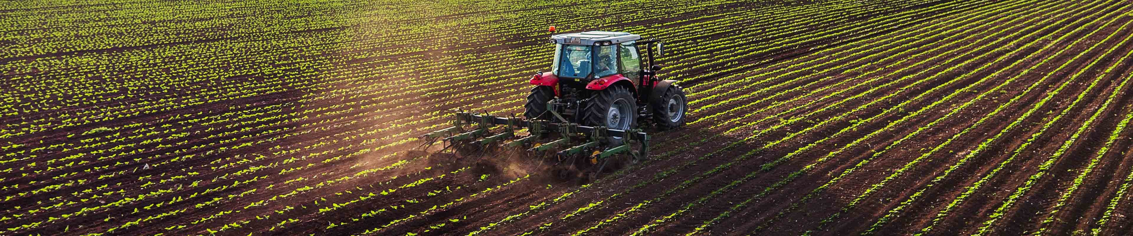 Image of a tractor and implement conditioning soil around seedling crops.