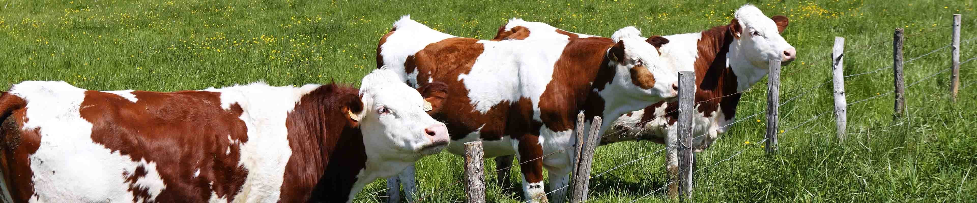 Image of three cows behind a fence to prevent theft