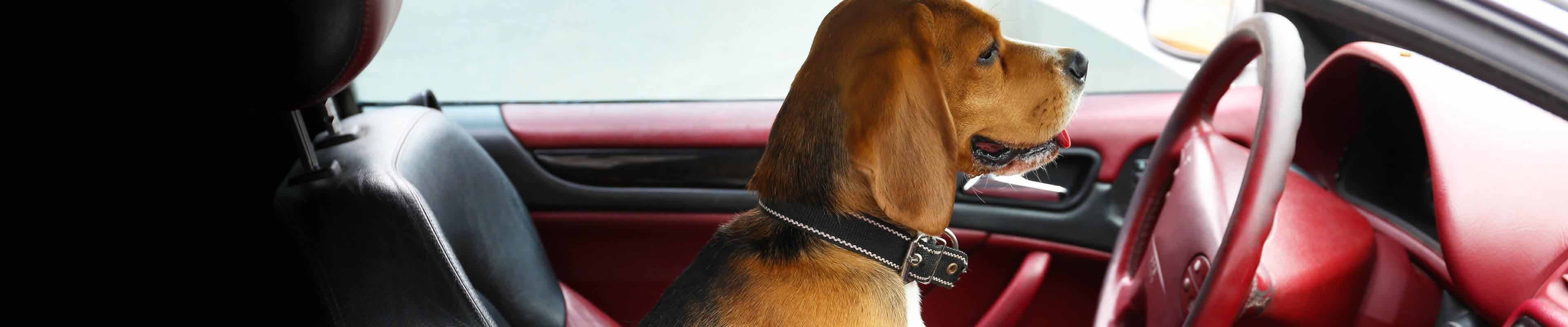 5 Tips for Driving with Dogs