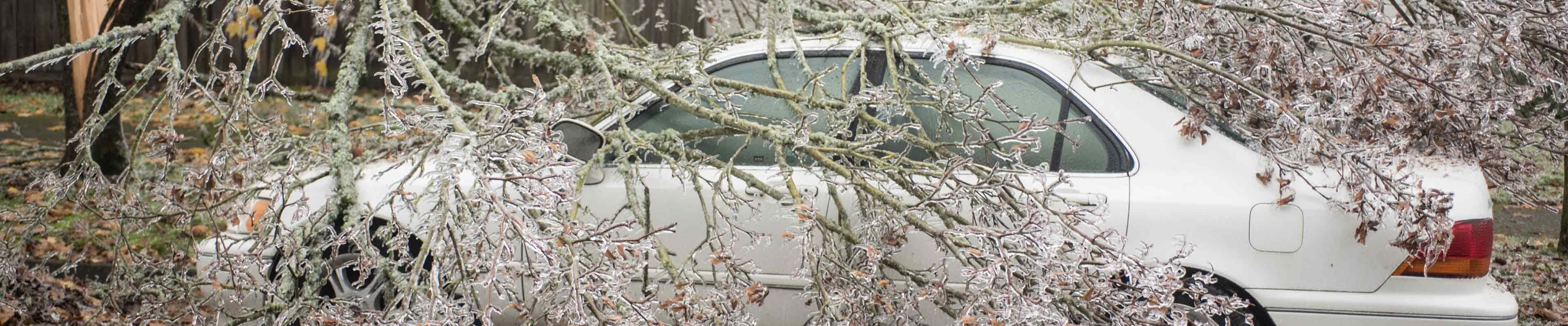 Tree covered with ice toppled onto a white car