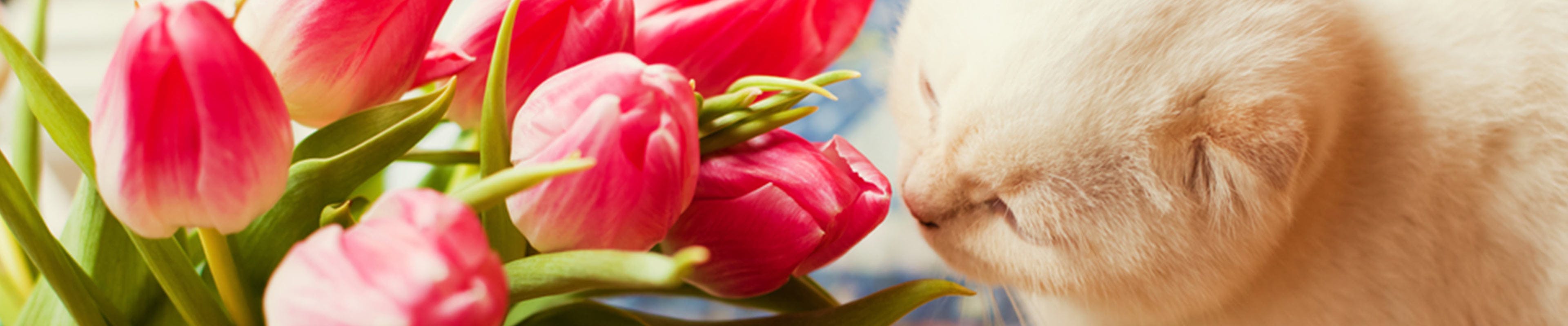 Image of a cat smelling a potted tulip.