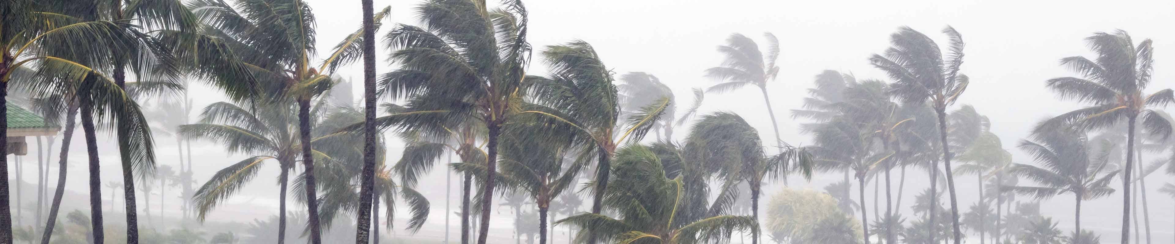 Palm trees blowing in a heavy rain during a hurricane.