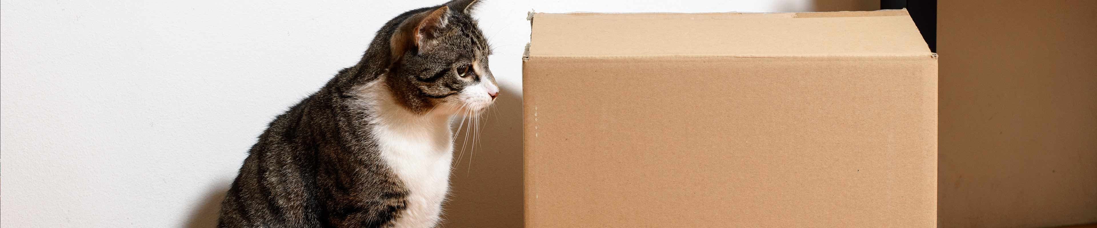 A cat looks at a packed box in its owners new home after the big move.