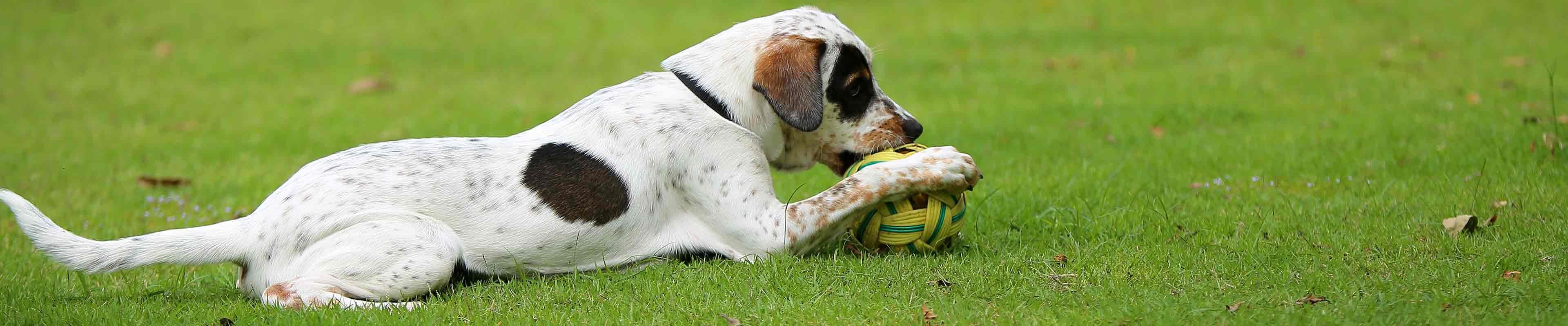 A dog plays with a ball in safe, pet-proofed yard.