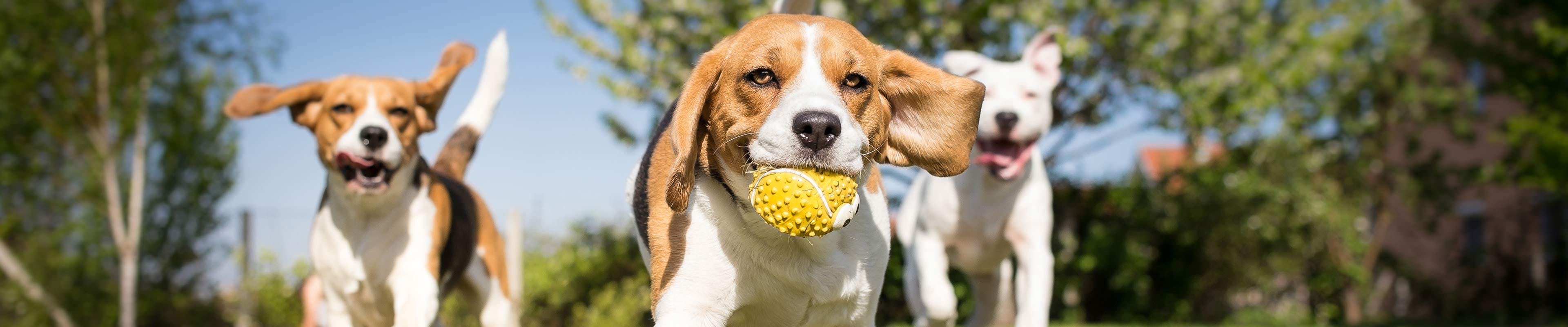 Two beagles and a white pitbull play with a ball on a bright, sunny day.