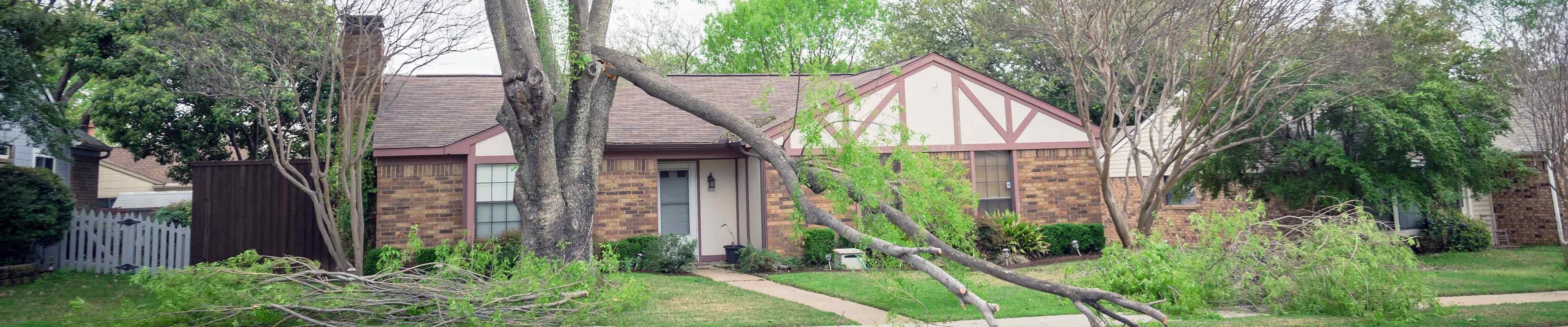 Image of a home's front yard with a tree that's suffered wind damage.