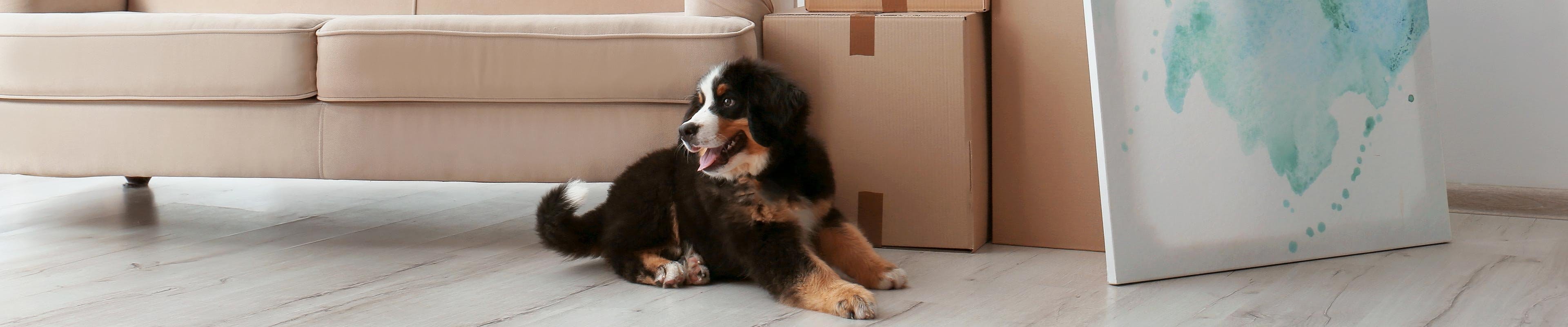 Image of a dog resting on a vinyl floor near a couch and moving boxes.