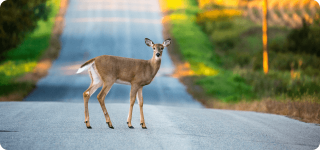 A deer in the middle of a road